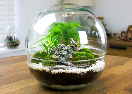 Discovering Terrarium Making